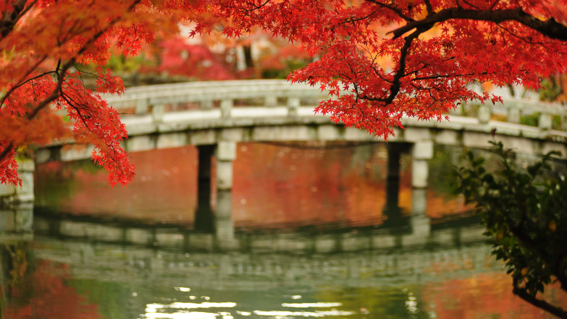 Com o olhar de Alberto Toshio Murakami, descubra como as gueixas seguem preservando sua arte e cultura no Japão atual.